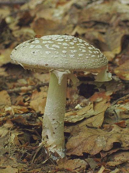 muchotrávka hrubá Amanita excelsa (Fr.) Bertill.