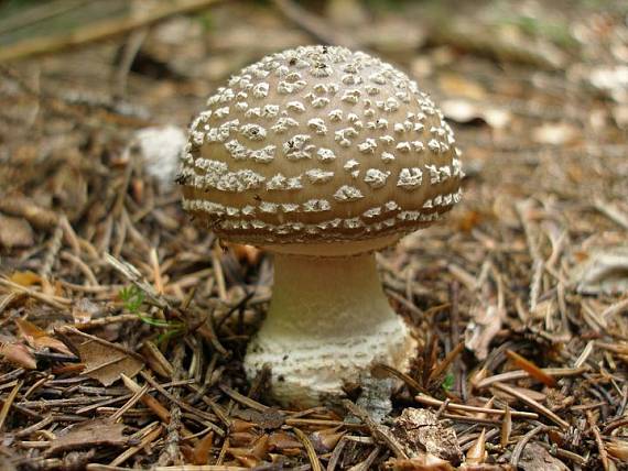 muchotrávka tigrovaná Amanita pantherina (DC.) Krombh.