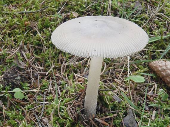 muchomůrka pošvatá - Muchotrávka pošvatá Amanita vaginata (Bull.) Lam.