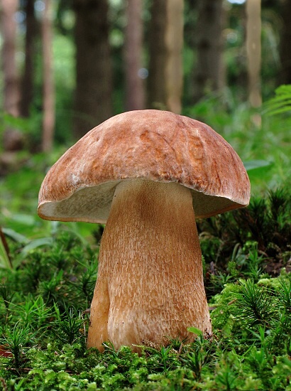 hríb dubový Boletus reticularis