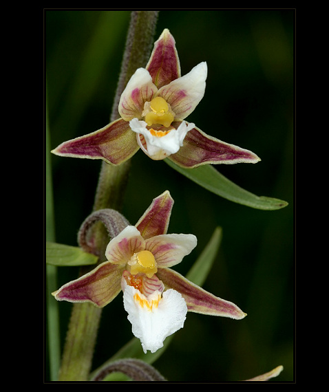 kruštík močiarny Epipactis palustris (L.) Crantz