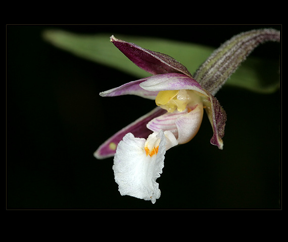 kruštík močiarny Epipactis palustris (L.) Crantz