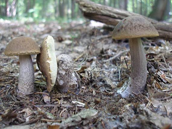 kozák hrabový Leccinum pseudoscabrum (Kallenb.) Šutara