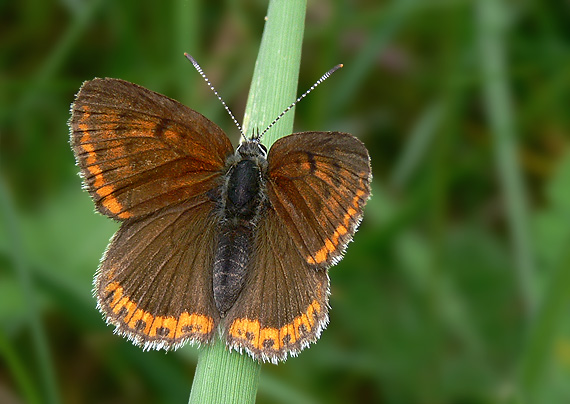 ohniváčik štiavový Lycaena hippothoe