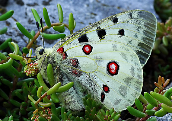 jasoň červenooký Parnassius apollo