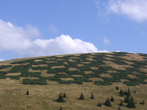 šachovnica pre obrov