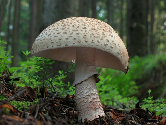 muchotávka červenkastá Amanita rubescens Pers.