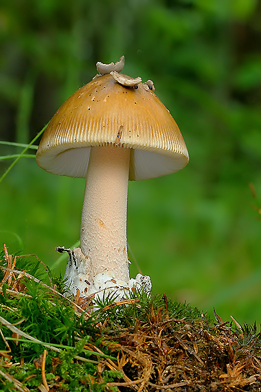 muchotrávka pošvatá Amanita vaginata (Bull.) Lam.