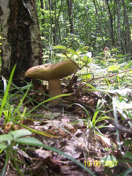 hríb dubový Boletus reticulatus Schaeff.