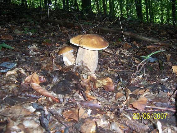 hríb Boletus sp.