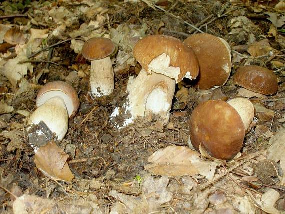 hríb Boletus sp.