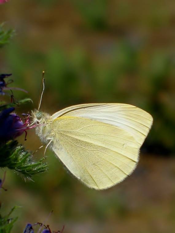 mlynárik repový Pieris rapae