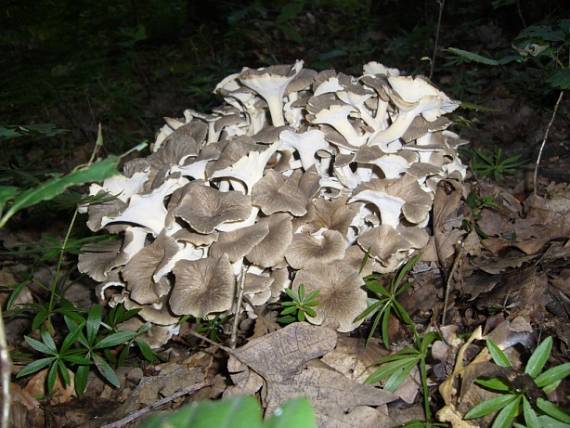 trúdnik klobúčkatý Polyporus umbellatus (Pers.) Fr.