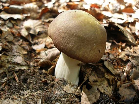 plávka mandľová Russula vesca Fr.