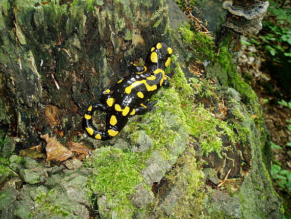 salamandra škvrnitá Salamandra salamandra Linnaeus 1758