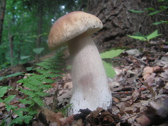 hríb smrekový  boletus edulis