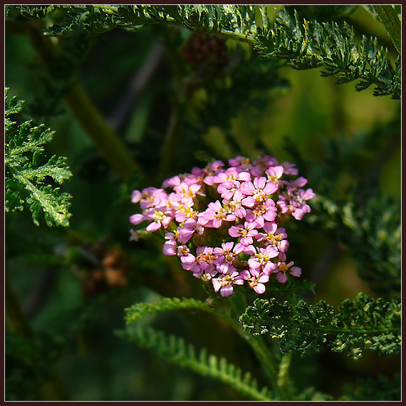 rebríček obyčajný (myší chvost) Achillea millefolium L.