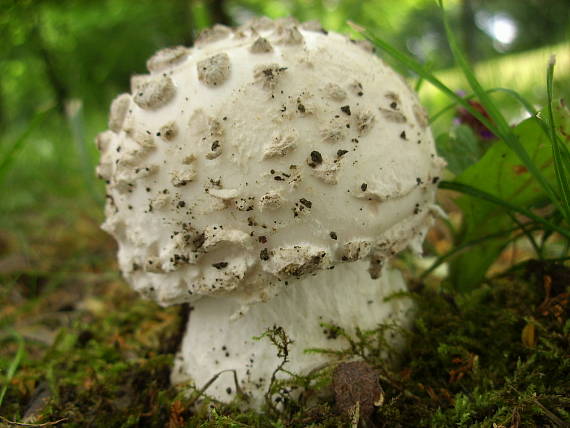 muchotrávka šiškovitá Amanita strobiliformis Gonn. & Rabenh.