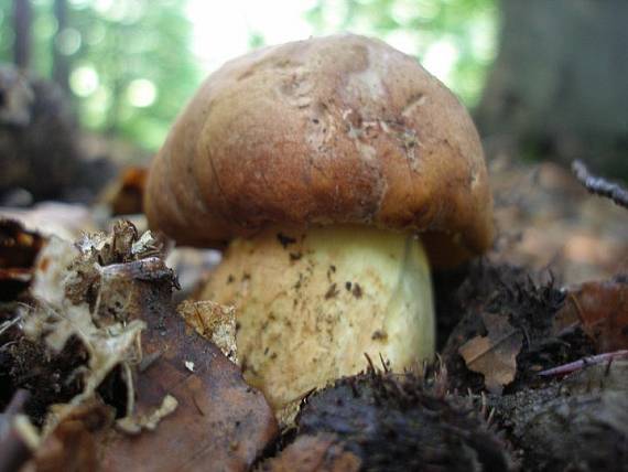 hríb príveskatý Butyriboletus appendiculatus (Schaeff. ex Fr.) Secr.