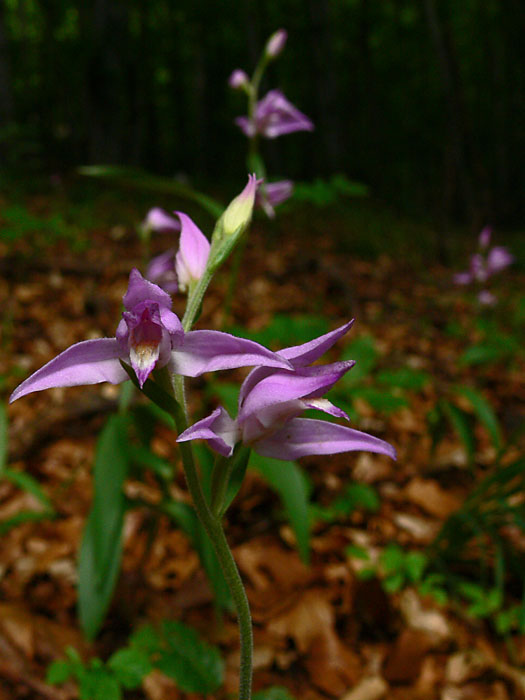 prilbovka červená Cephalanthera rubra (L.) Rich.