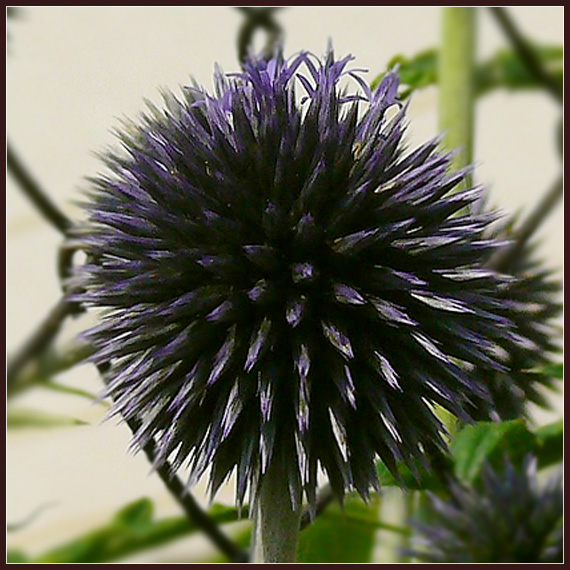 ježibaba guľatohlavá Echinops sphaerocephalus L.