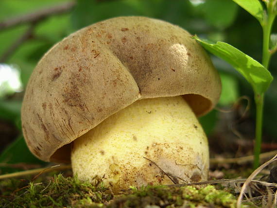 hríb plavý Hemileccinum impolitum (Fr.) Šutara