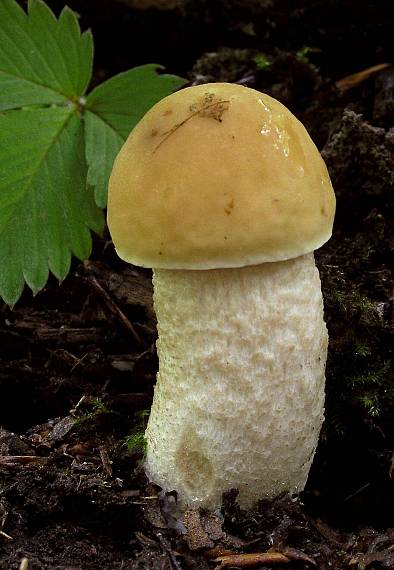 kozák hrabový Leccinum pseudoscabrum (Kallenb.) Šutara