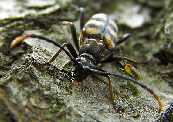 fuzáč Leptura(Strangalia)quadrifasciata