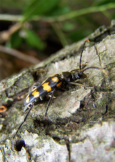 fuzáč Leptura(Strangalia)quadrifasciata