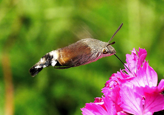 lišaj marinkový Macroglossum stellatarum