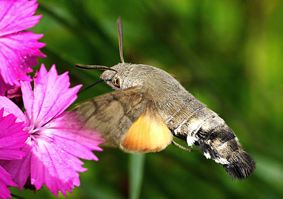 lišaj marinkový Macroglossum stellatarum