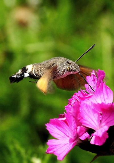 lišaj marinkový Macroglossum stellatarum