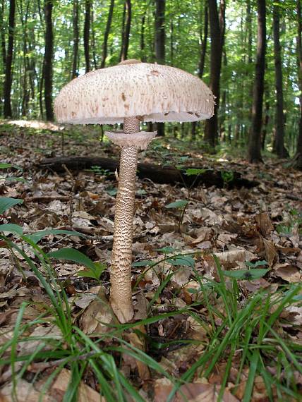 bedľa vysoká Macrolepiota procera (Scop.) Singer