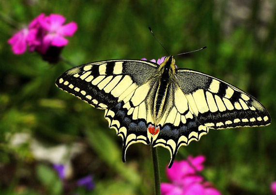 vidlochvost feniklový Papilio machaon