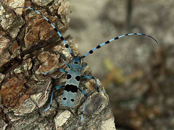 fúzač alpský Rosalia alpina