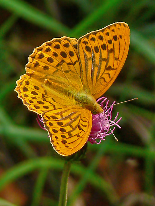 perlovec striebristopásavý Argynnis paphia