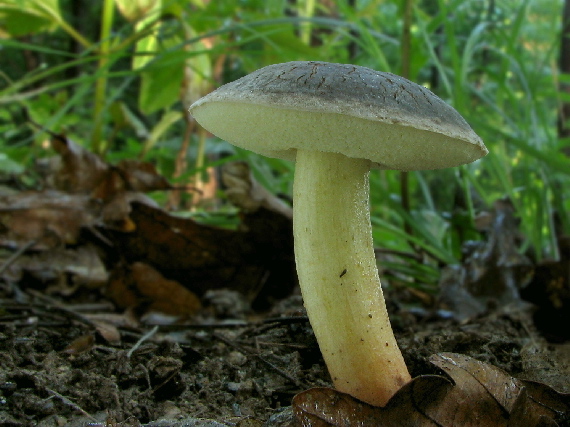 suchohríb plstnatý Boletus subtomentosus L.