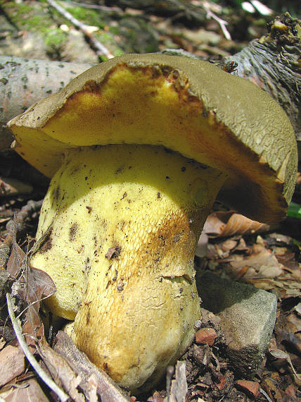 hríb príveskatý Butyriboletus appendiculatus (Schaeff. ex Fr.) Secr.