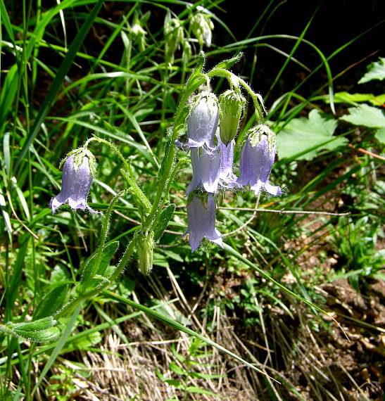 zvonek vousatý Campanula barbata L.