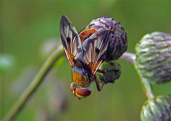 muška maľowana Ectophasia crassipennis