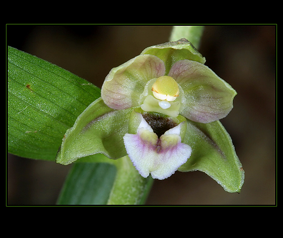 kruštík širokolistý pravý Epipactis helleborine subsp. helleborine (L.) Crantz