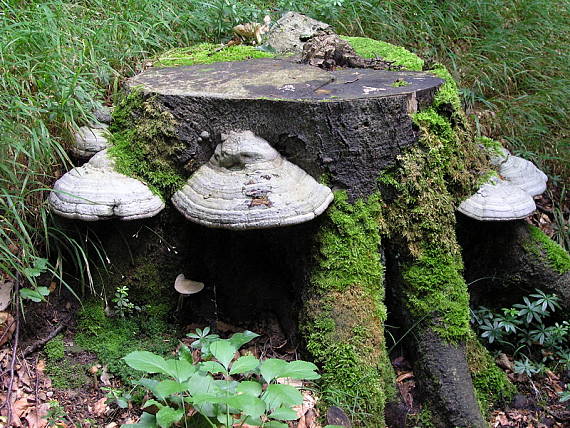 práchnovec kopytovitý Fomes fomentarius (L.) J.J. Kickx