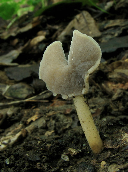 chriapač pružný Helvella elastica Bull.