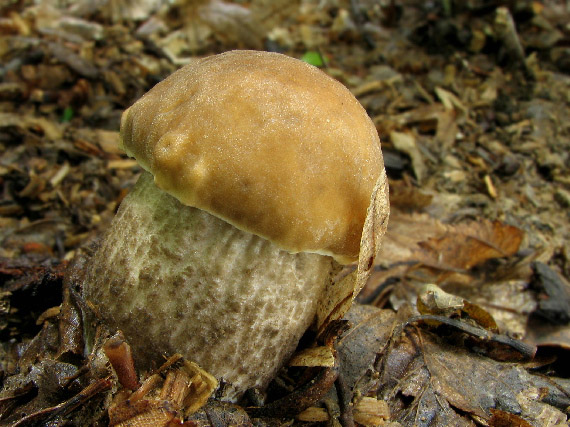 kozák hrabový Leccinum pseudoscabrum (Kallenb.) Šutara