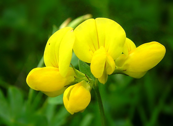 ľadenec rožkatý Lotus corniculatus L.