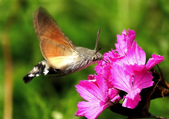 lišaj marinkový Macroglossum stellatarum