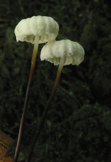 tanečnica golieriková Marasmius rotula (Scop.) Fr.