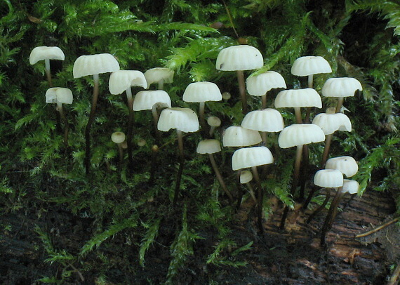 tanečnica Marasmius sp.