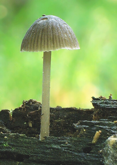 prilbička Mycena sp.