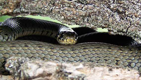 užovka obojková Natrix natrix